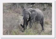 14SerengetiDayGameDrive - 178 * This elephant used foraging as an excuse to check us out.